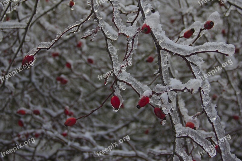 Rose Hips Covered With Ice Bush Rose Hip Iced Frost