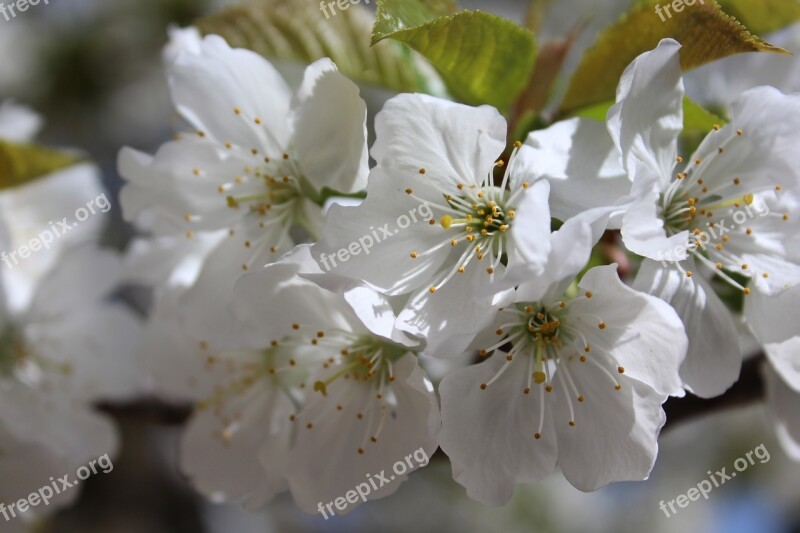 Flower Spring Cherry White Flowering Branch