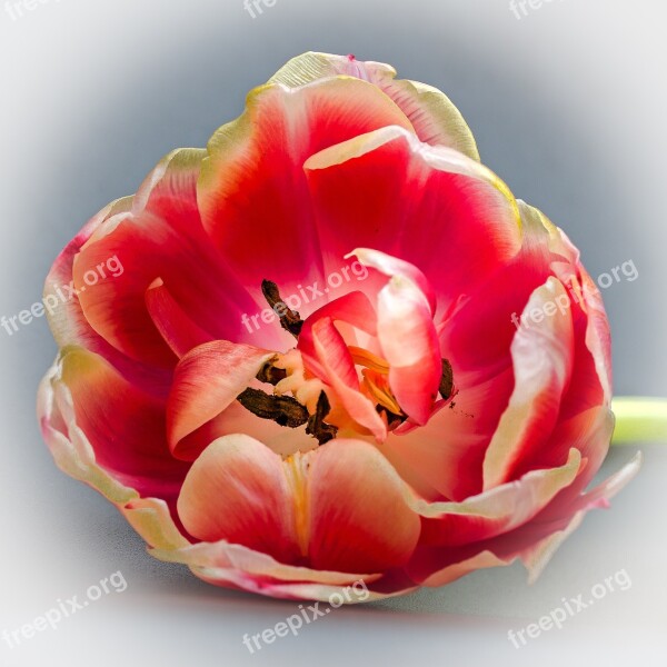 Tulip Tulip Head Blossom Bloom Flower