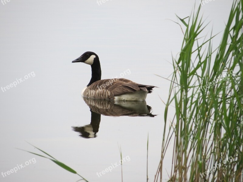 Canada Goose Summer Finnish Rushes Goose