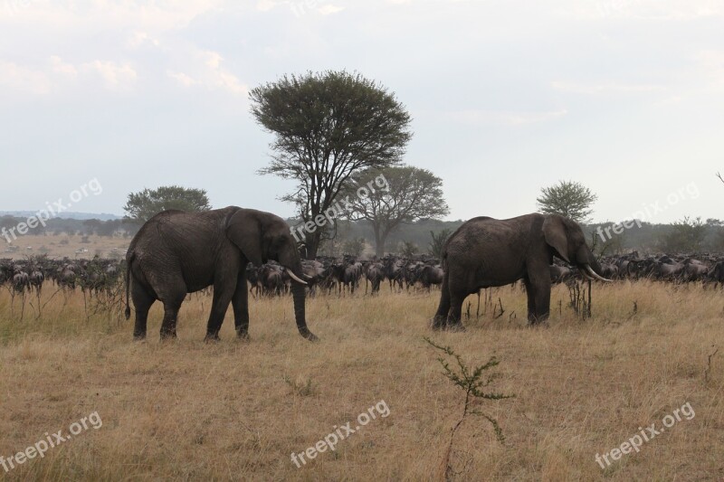 Africa Safari Wildlife Kenya Tanzania