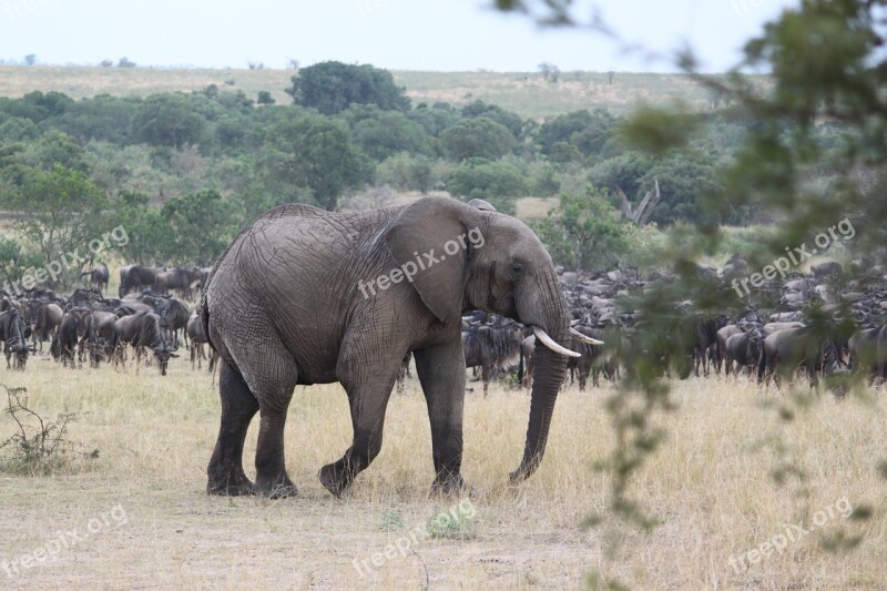 Africa Safari Wildlife Kenya Tanzania