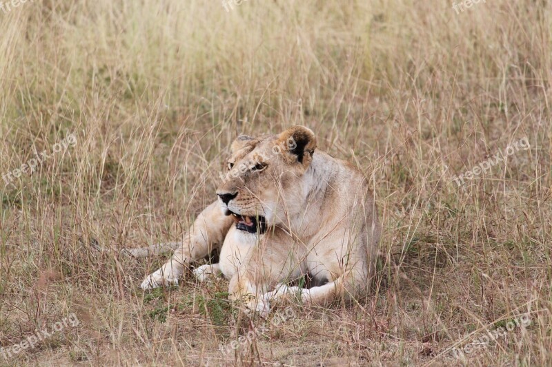 Africa Lioness Safari Lion Wildlife