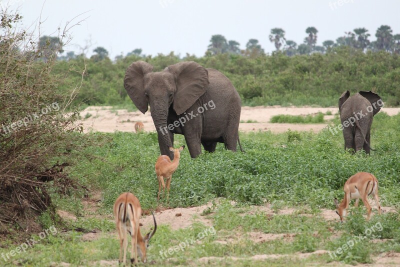 Elephant Safari Africa Seringeti Kenya