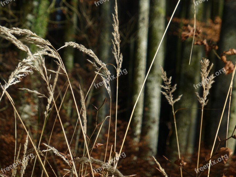 Autumn Grass Forest Grasses Nature