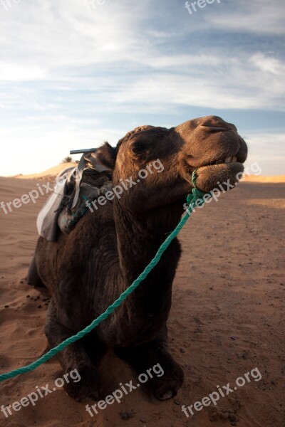 Camel Desert Portrait Morocco Sand