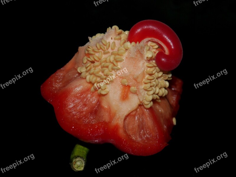 Red Pepper Seeds Red Lid Food