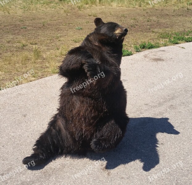 Bear Black Bear Zoo Free Photos