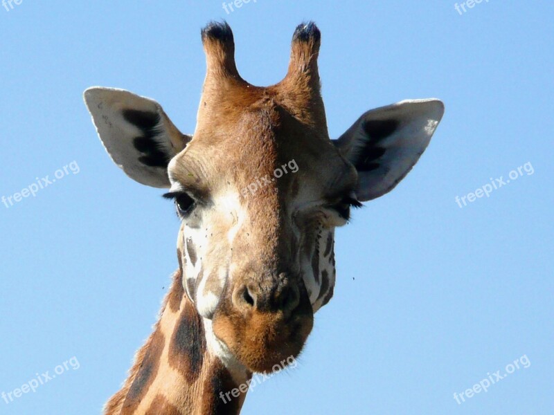 Giraffe Rothschild Kenya African Mammal