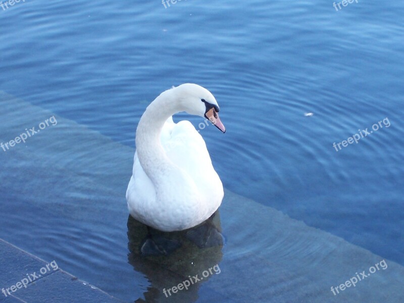 Swan Lucerne Lake Free Photos