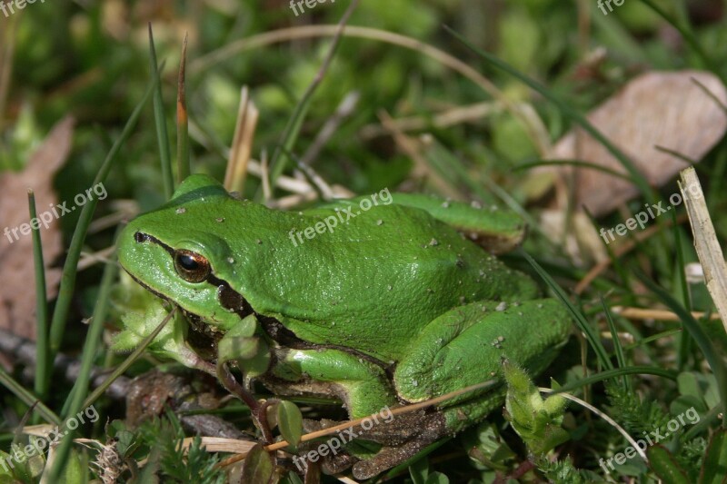 Green Frog Green Frog Nature Close Up