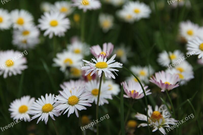 Flower Meadow Meadow Flowers Bloom Wild Flowers