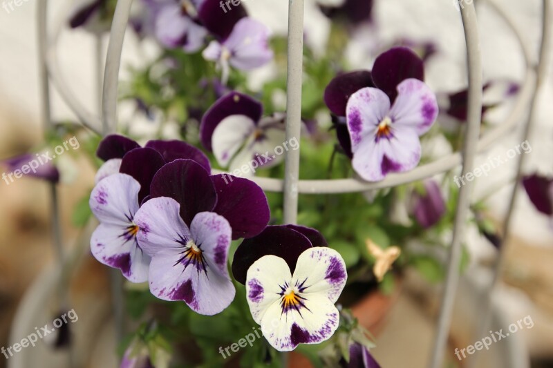 Primrose Flowers Close Up Colorful Bloom