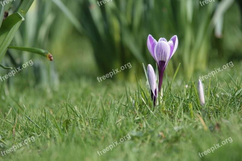 Spring Nature Macro Crocus Purple