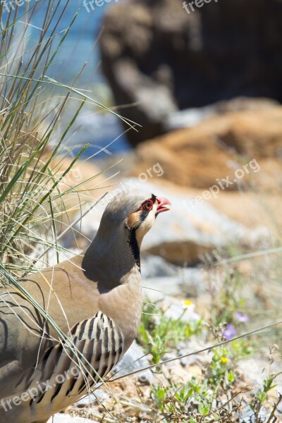 Bird Partridge Water Nature Blue