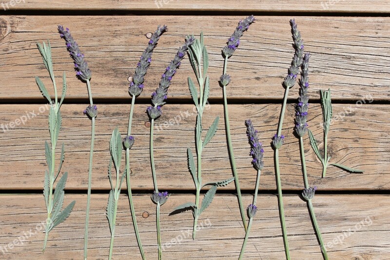 Australian Lavender Flowers Nature Native