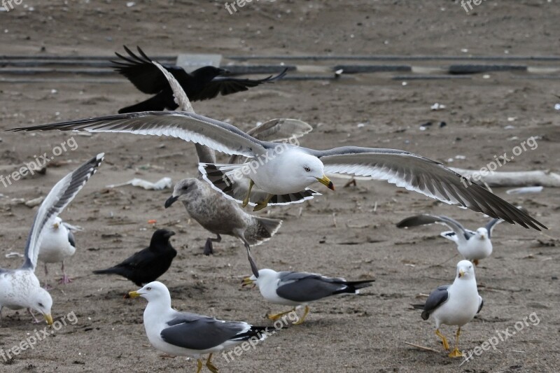 Animal Coast Beach Sea Gull Seagull