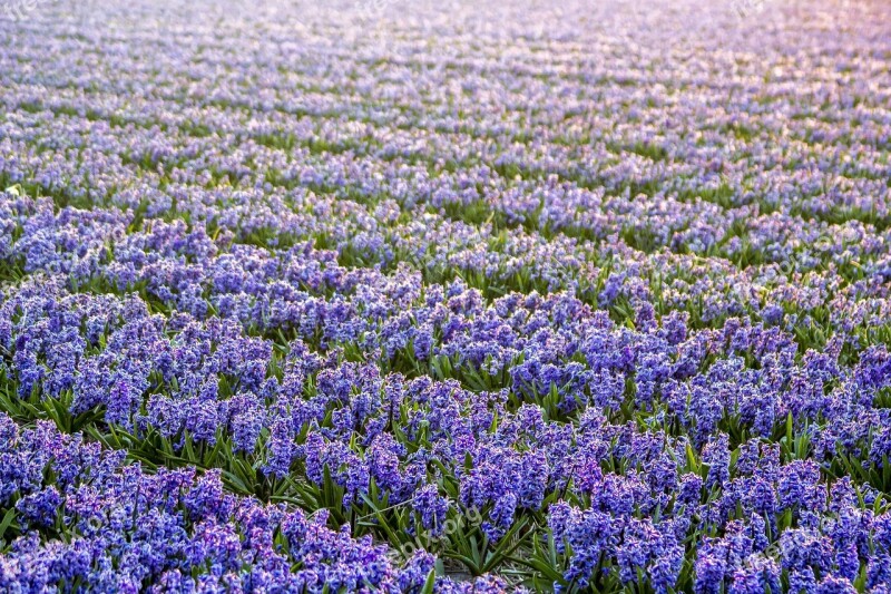 Netherlands Flower Spring Morning Lisse