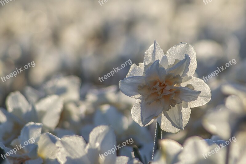 Netherlands Flower Spring Morning Lisse