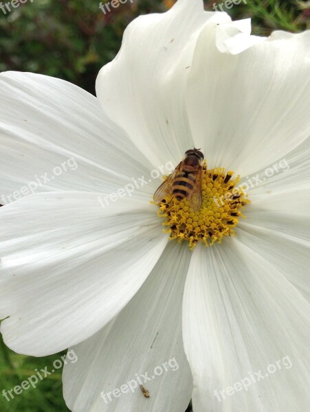 Hornet Flower Gardens Free Photos