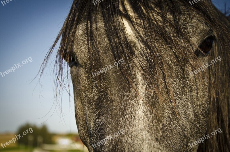 Horse Pasture Arabian Equine Stallion