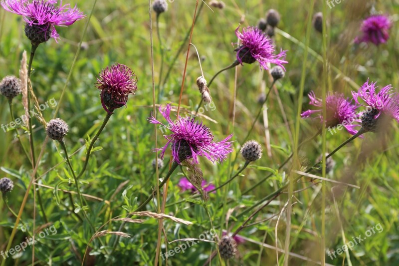 Cornwall Flowers Pink England Flora