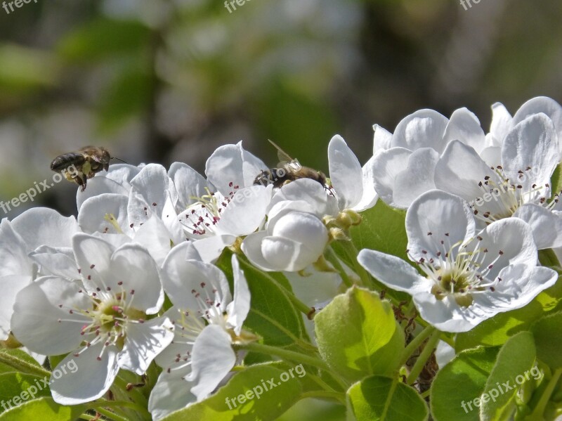 Fruit Flower Bee Flying Bee Apis Melifera