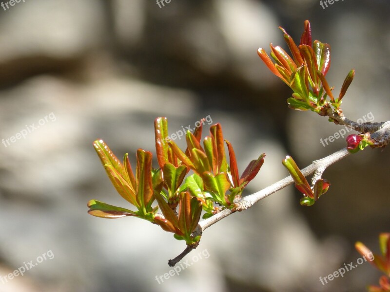 Branch Outbreak Spring Sprout Bud Tender