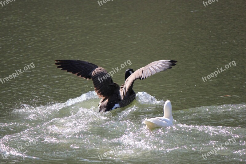 Duck Water Nature Bird Wildlife