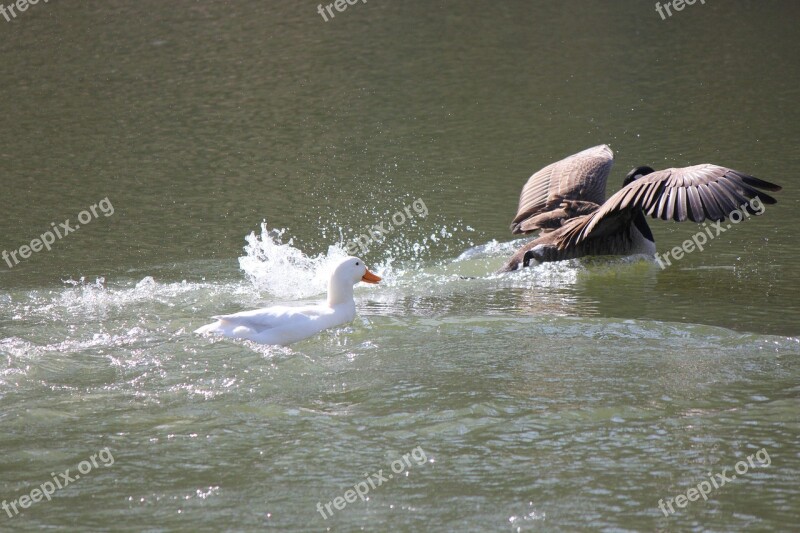 Fight Water Fighting Nature Wildlife