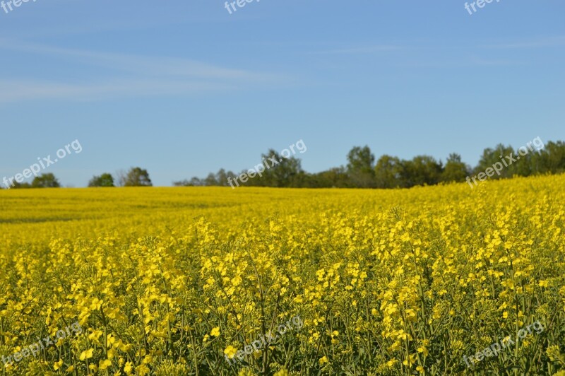 Rapsmark Summer Field Yellow Bed