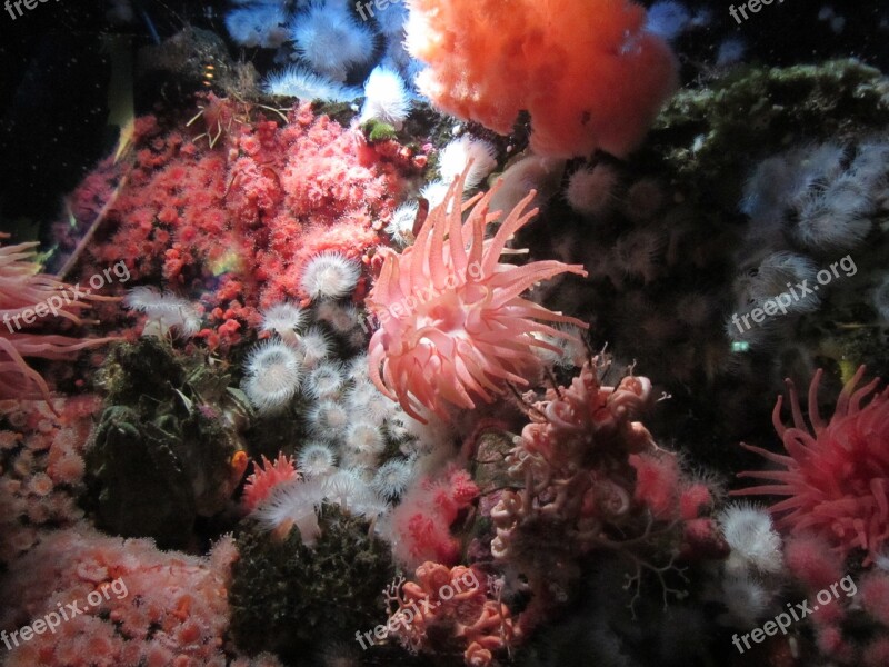 Aquarium Vancouver Anemone Free Photos