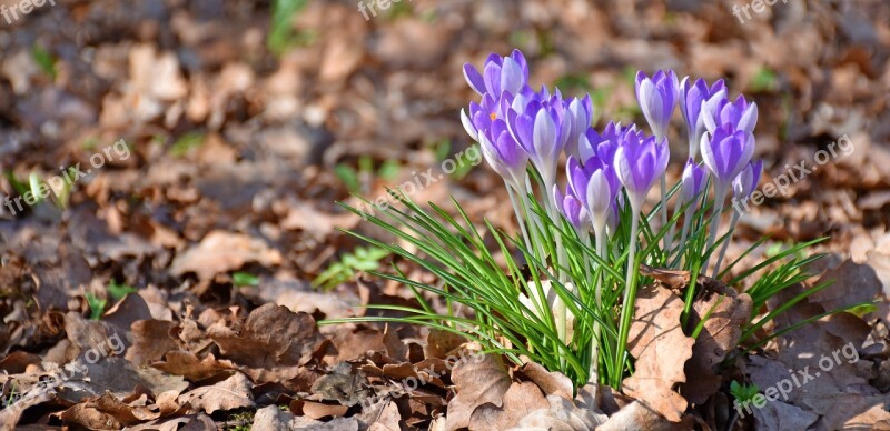 Crocus Oak Leaves Spring Garden Purple