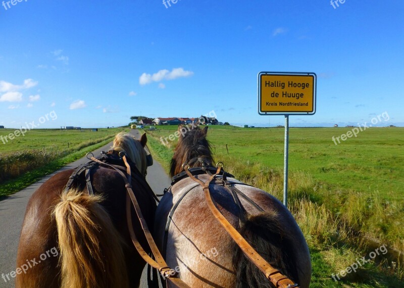 Hallig Hooge North Sea Horses Summer Nature