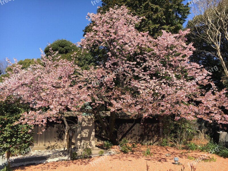 Cherry Blossom Viewing Cherry Blossoms Pink Japan Beautiful