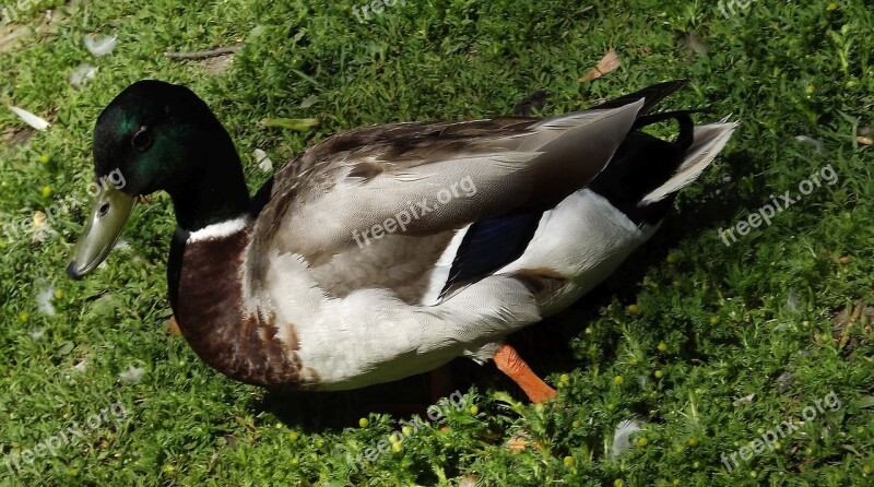 Duck The Wild Duck Bird Wild Birds Nature