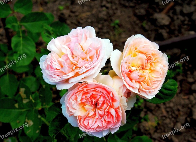 Flowers Roses Blooms Garden Flowers Ornamental Plants