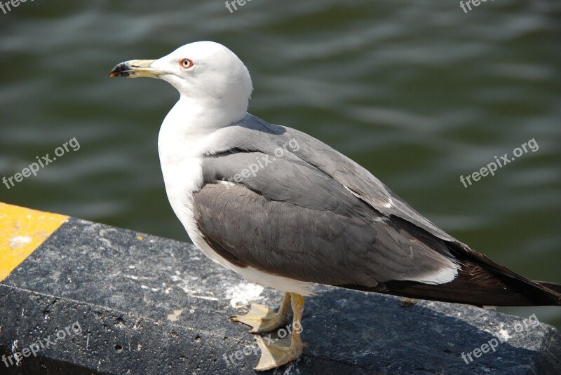 Seagull Birds Sea New Wing