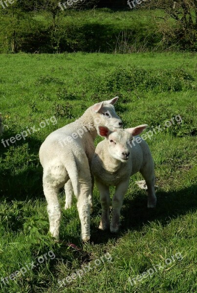 Lambs Spring Green Nature Animal