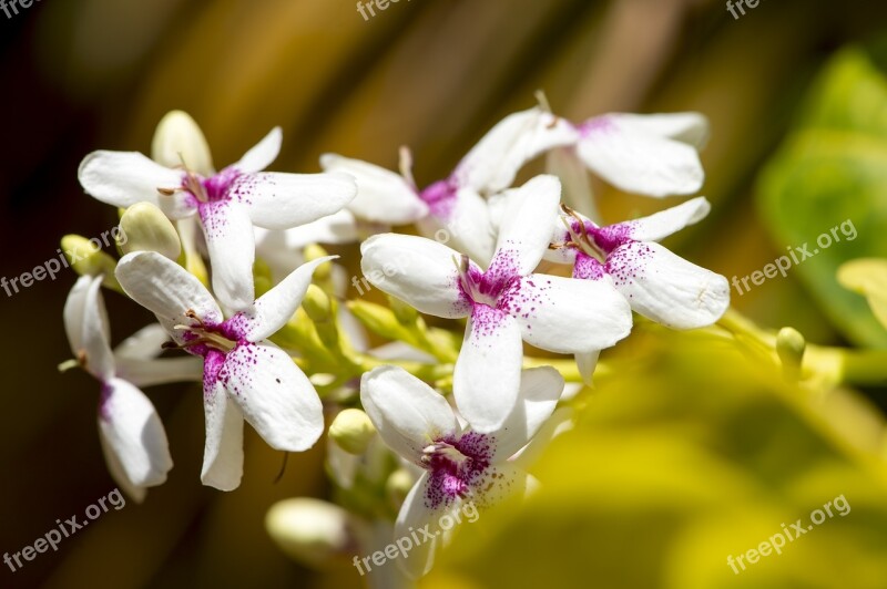 Flower Macro Photography Miniature Blossom Bloom