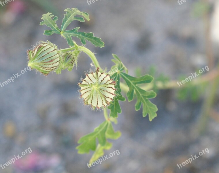 Hibiscus Trionum Flower-of-an-hour Rosemallow Bladder Ketmia Seed Pod