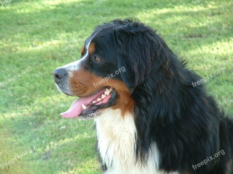 Animal Bernese Mountain Dog Dog Free Photos