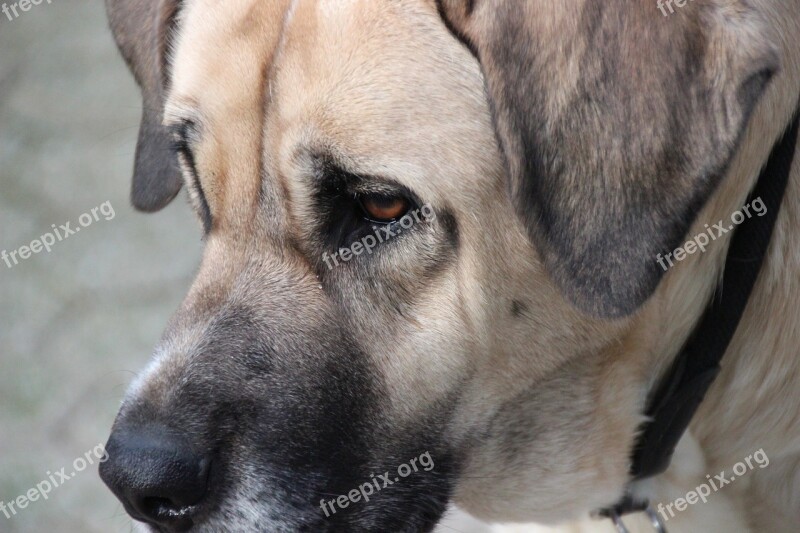 Mastin Mastino Dog Herding Dog Animal Portrait