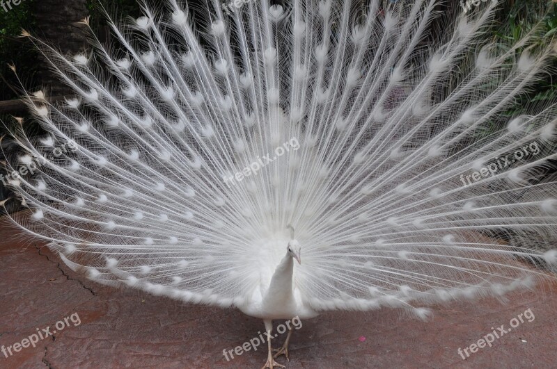 Peacock White Special Colour Free Photos