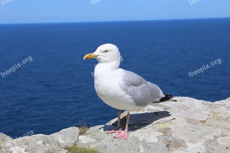 Cornwall Tintagel Coast Seagull Animal