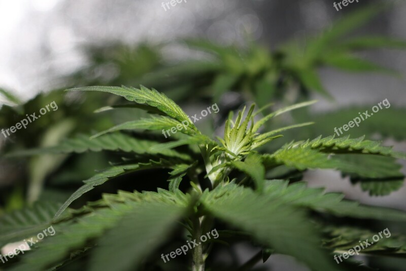 Marijuana Flower Cannabis Weed Green