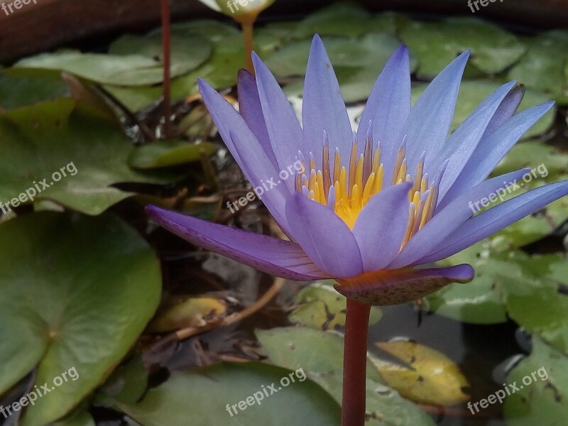 Lotus Leaf Lotus Water Plants Flowers Lotus Lake