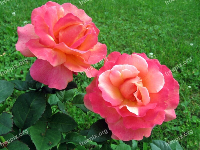 Roses Flowers Garden Rosebush Nature