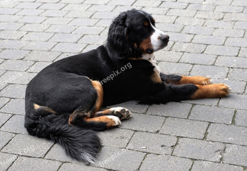 Dog Animal Black White Patch