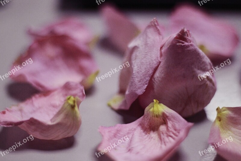 Faded Rose Closeup Flower Petals